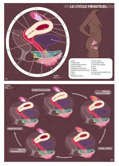 Cycle menstruel