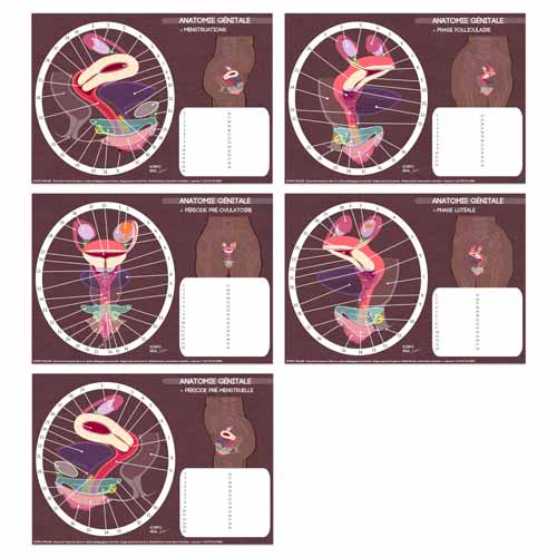 Fiches de l'anatomie génitale avec textes des légendes dissimulés pour exercices pédagogiques