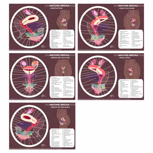 Fiches de l'anatomie génitale avec numéros de légende dissimulés pour exercices pédagogiques