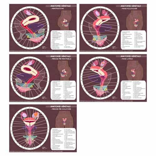 Fiches numériques de la frise de l'anatomie génitale déclinées avec légendes complètes à chaque étape