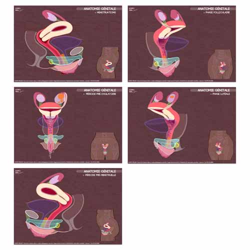 Fiches de l'anatomie génitale sans légendes, à compléter ou utiliser en support d’animation