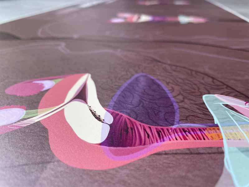 Zoom sur le poster en PVC souple de la planche d’anatomie génitale, montrant finesse des détails et qualité d’impression