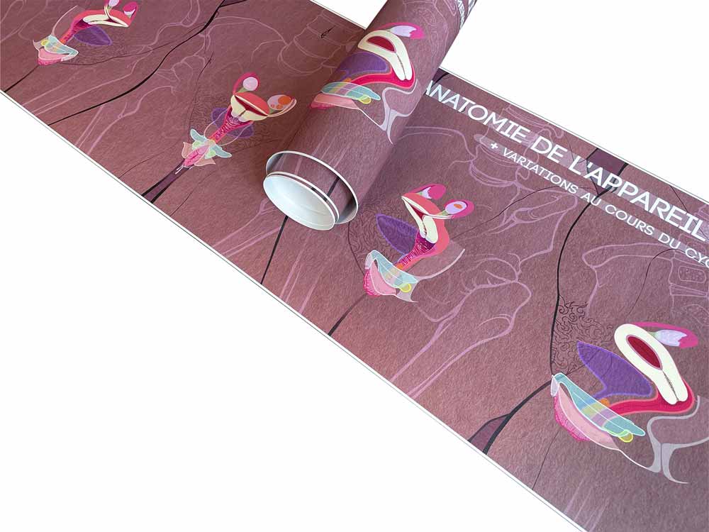 Frise anatomie génitale imprimée sur PVC souple, inclusive et pédagogique