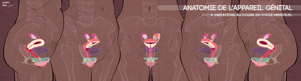 Frise numérique complète d’anatomie génitale : vulve, clitoris, utérus, en représentation inclusive