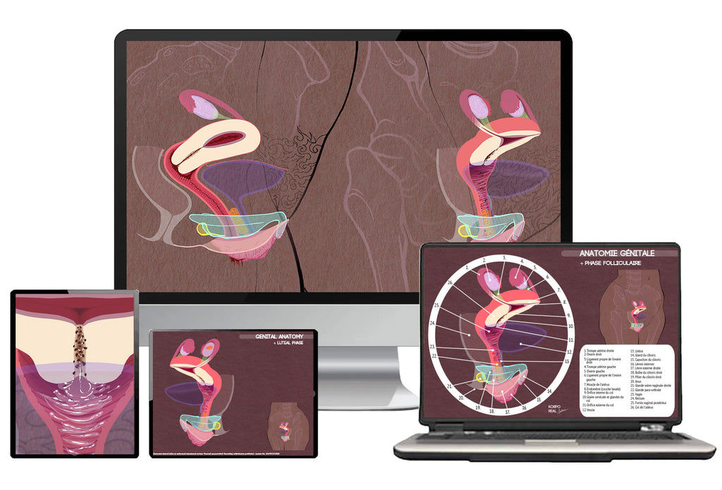 Présentation numérique de la planche anatomique d’anatomie génitale affichée sur différents écrans d’ordinateur