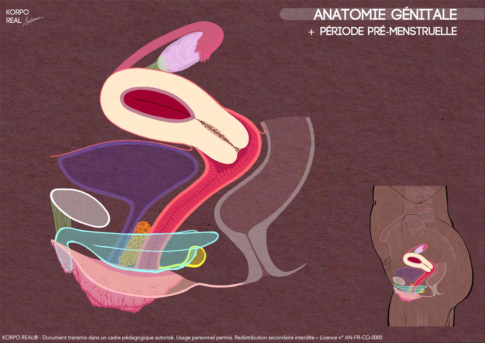 Fiche d’anatomie génitale présentant un zoom anatomique détaillé sans légende