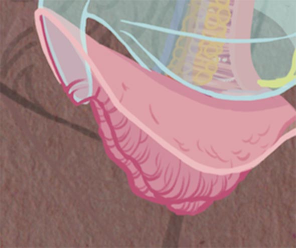 Zoom du clitoris et de la vule extrait de la planche de l’anatomie génitale, formats imprimés et numériques