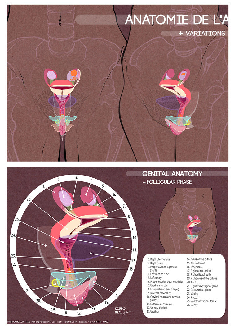 Planche anatomique d’anatomie génitale combinant un extrait de frise en partie supérieure et une illustration anatomique légendée en partie inférieure
