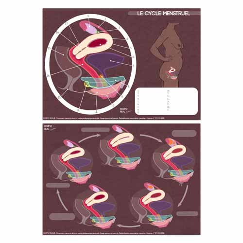 Fiches du cycle menstruel avec légendes dissimulées pour exercices pédagogiques