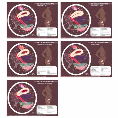 Fiches numériques du schéma du cycle menstruel déclinées avec légendes complètes à chaque étape
