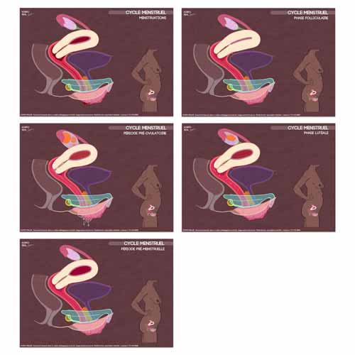 Fiches du cycle menstruel sans légendes, à compléter ou utiliser en support d’animation