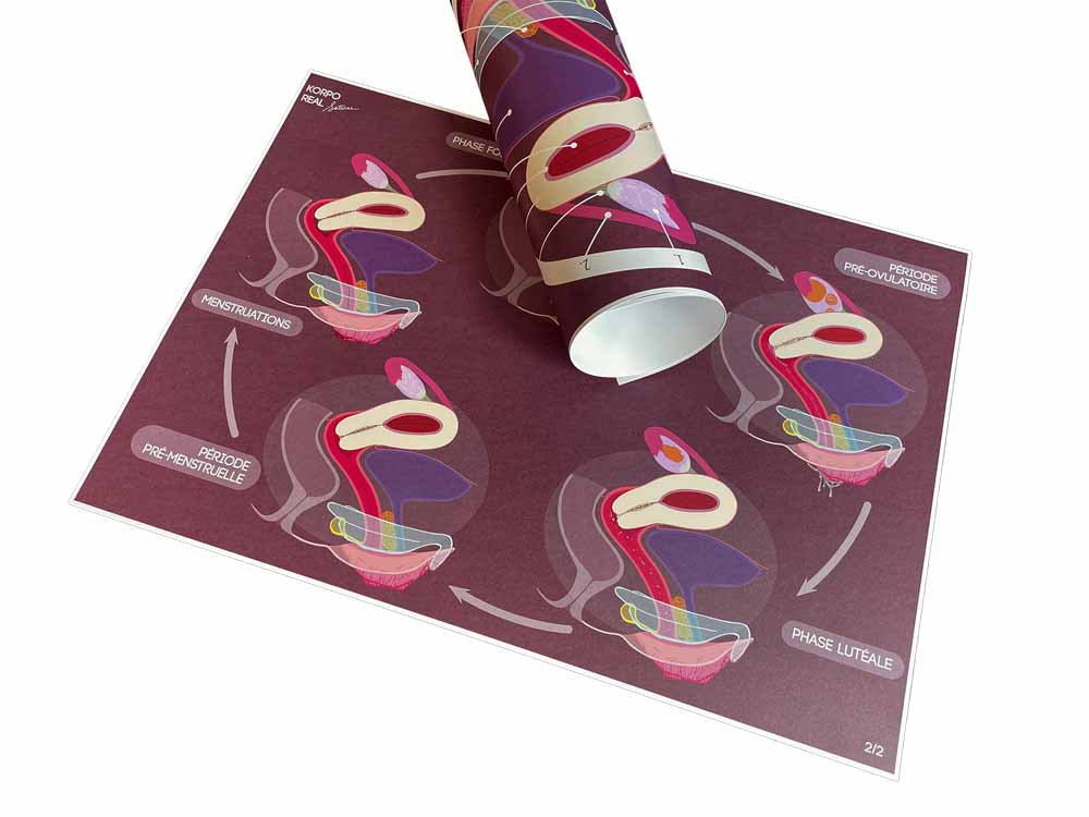 Posters cycle menstruel format A2 : frises hormonale et chronologique