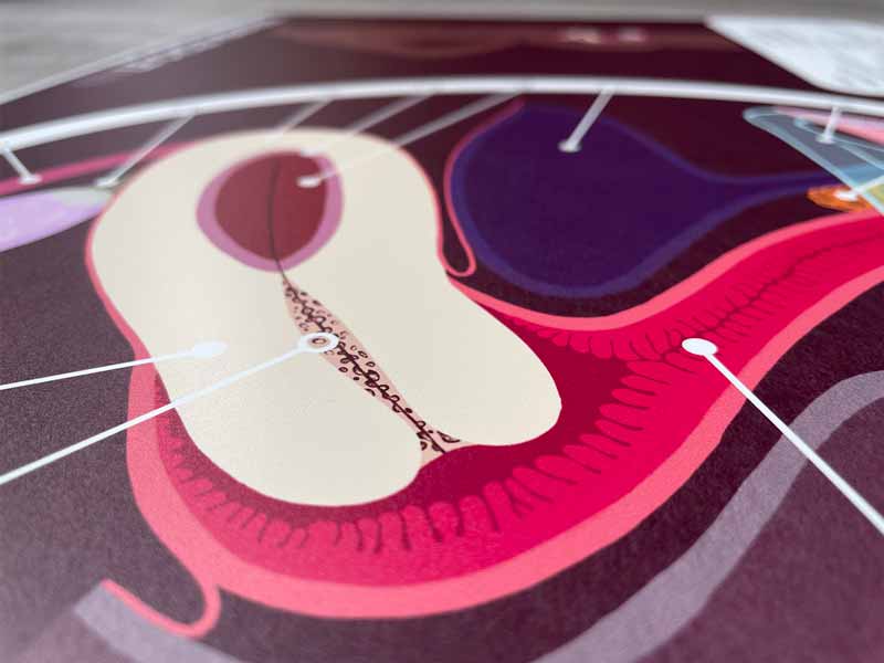 Zoom sur la fiche A2 du cycle menstruel – détails des textures et qualité d’impression du support en PVC souple.