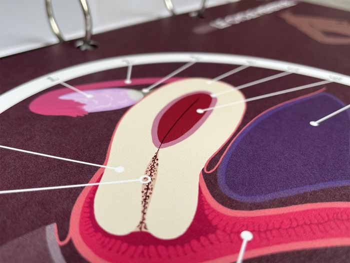 Zoom sur la deuxième fiche A4 du cycle menstruel – netteté des détails et qualité du support.