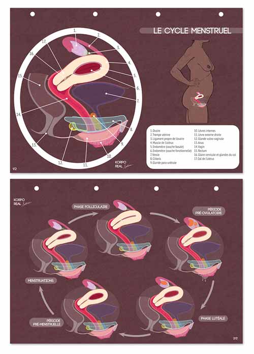 Lot de 2 fiches A4 perforées sur le cycle menstruel, avec phases hormonales et chronologie