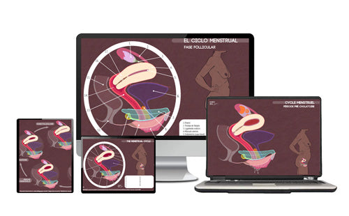 Frise numérique du cycle menstruel, phases hormonales illustrées en PDF multilingue