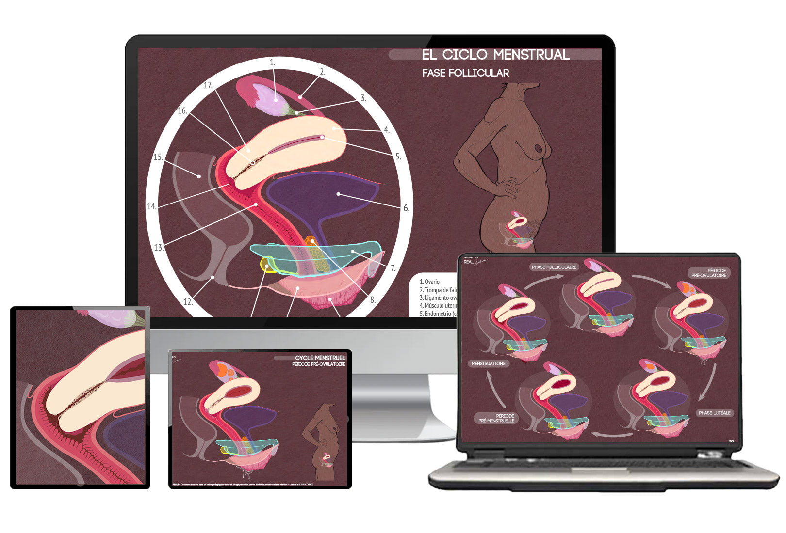 Présentation numérique de la planche anatomique du cycle menstruel affichée sur différents écrans d’ordinateur