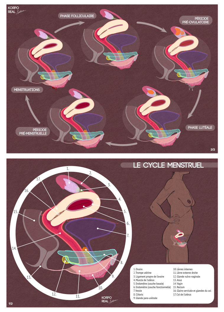 Planche anatomique du cycle menstruel avec schéma des cinq étapes du cycle et zoom anatomique légendé avec personnage