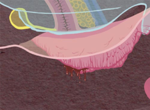 Zoom sur la vulve et le vagin en période de règles extrait de la planche cycle menstruel, formats imprimés et numériques