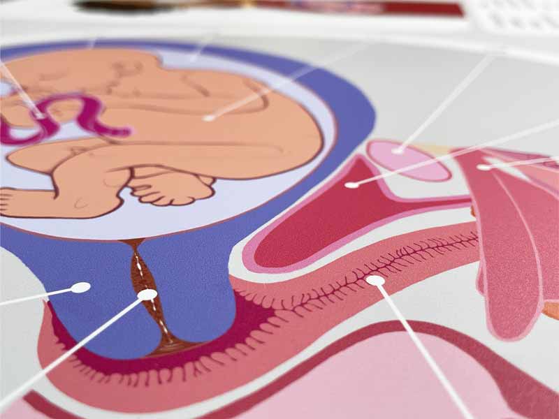 Détail du sixième mois de grossesse imprimé sur poster A2 – zoom sur l’illustration anatomique.