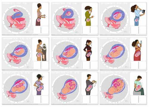 Fiches numériques de  la grossesse avec légendes dissimulées pour exercices pédagogiques