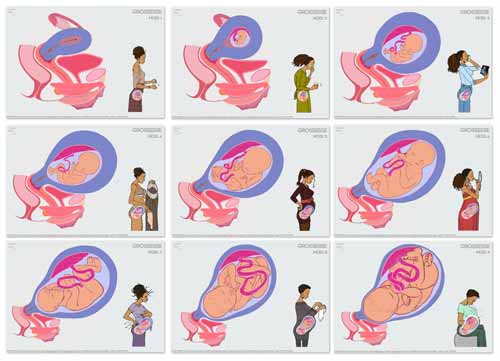 Planches anatomiques numériques de la grossesse sans légendes, à compléter ou utiliser en support d’animation