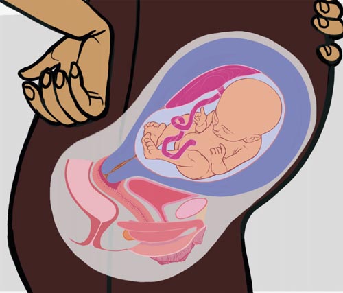 Zoom anatomie légendée du foetus au 5ème mois extrait de la planche de la grossesse, formats imprimés et numériques